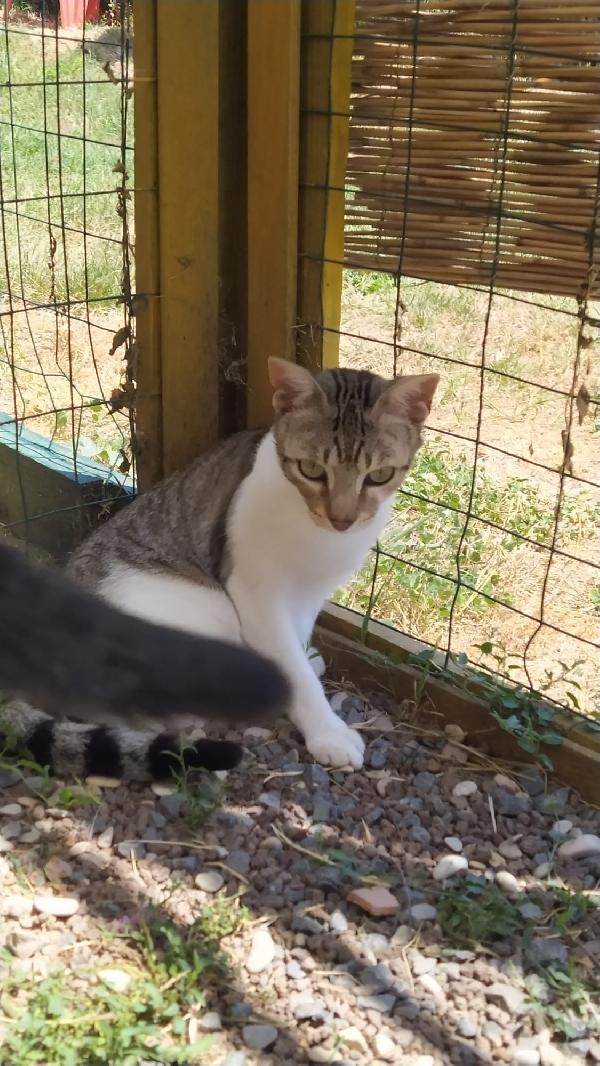 VLADIMIR: DOLCISSIMO MICIO DI 1 ANNO E MEZZO CERCA FAM. Foto 7